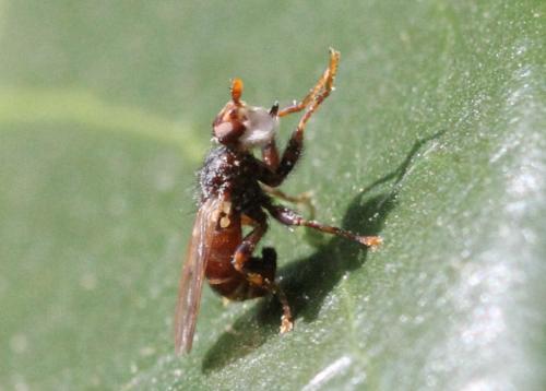 Myopa testacea